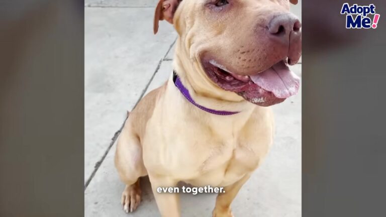 California Dog Refused To Leave Her Skittish Best Friend Behind Until A Desperate Rescue Brought Them Back Together