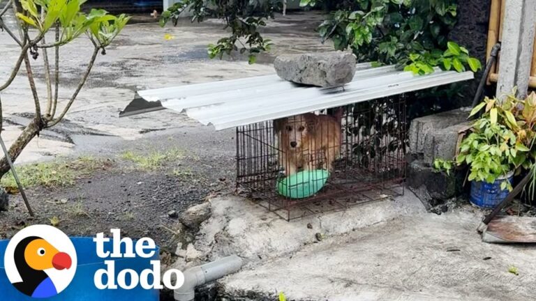 California Dog Outgrew Her “Cute” Stage And Was Locked Away Until A Stranger Refused To Give Up