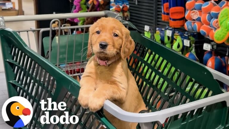 Texas Woman Receives A Valentine’s Day Puppy And Soon Discovers His Heartwarming True Purpose
