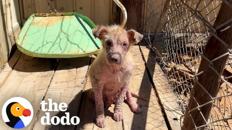 Texas Rescuer Finds Two Sick Puppies In An Abandoned Trailer And Watches Them Make A Beautiful Transformation