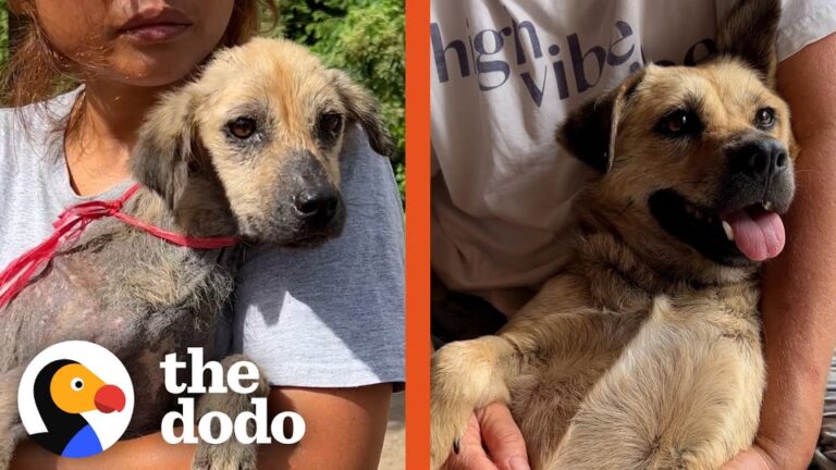 Texas Dog Left Tied Up Next To Rubbish Proves To Be A Miracle After Three Weeks
