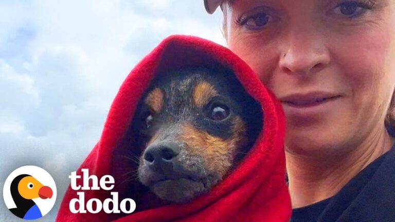 California Rescuers Find A Timid Puppy Hiding In A Box And Give Him A Surprise That Changes Everything