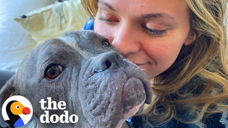 California Dog With Heartbreaking Skin Condition Gets A Stylish Second Chance At Life