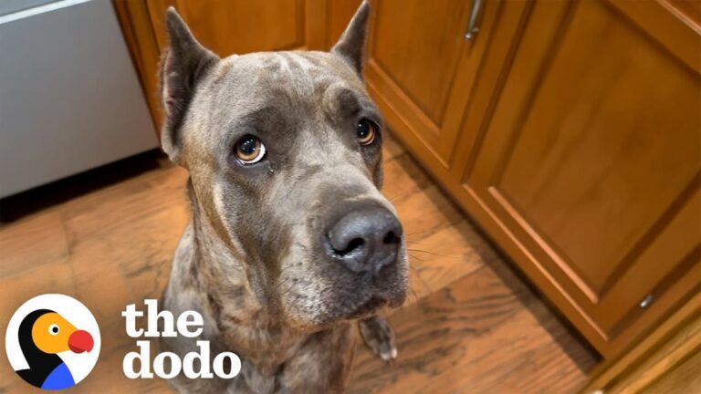 California Rescuers Step In For A Dog Out Of Time, But A Second Arrival Leaves Them Completely Stunned