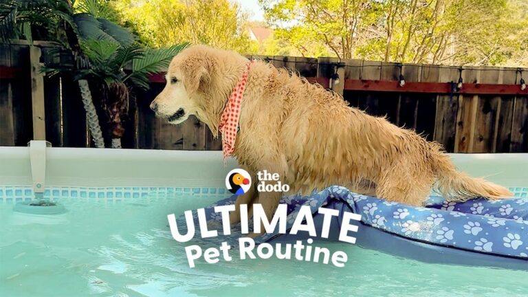 Texas Woman Feared Arthritis Would Slow Her Dog Down, But Her Parents’ Backyard Surprise Changed Everything