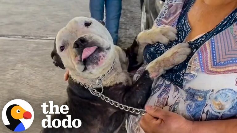 Texas Dog Found Begging For Food Leads To A Reunion Her Family Waited Two Years For
