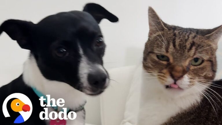 California Cat Known For Being Grumpy Meets A Dumped Rescue Dog And Leaves Her Owners Completely Stunned