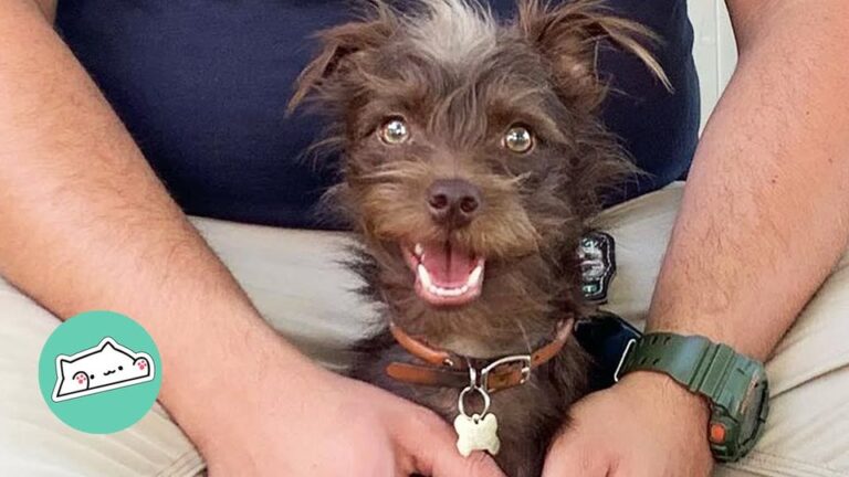 North Carolina Dog Rescued From Floodwaters Finally Finds His Voice In The Most Beautiful Way