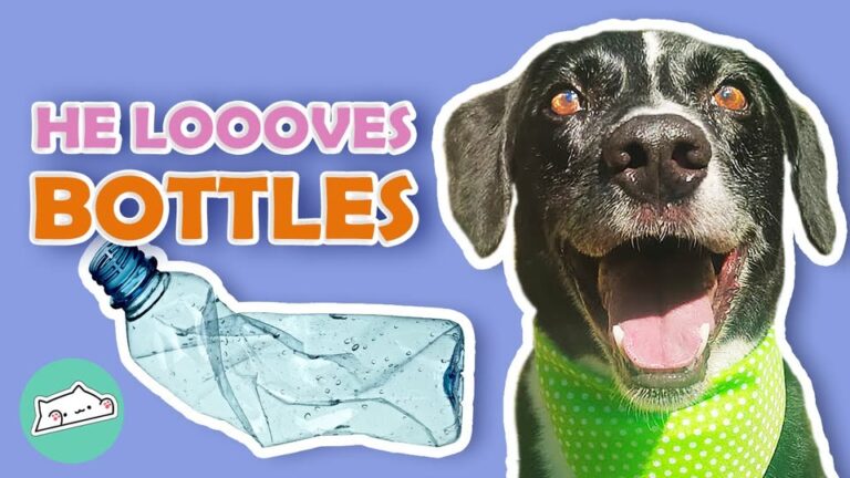 Texas Dog Faced An Uncertain Fate Until One Hilarious Obsession Showed His True Spirit