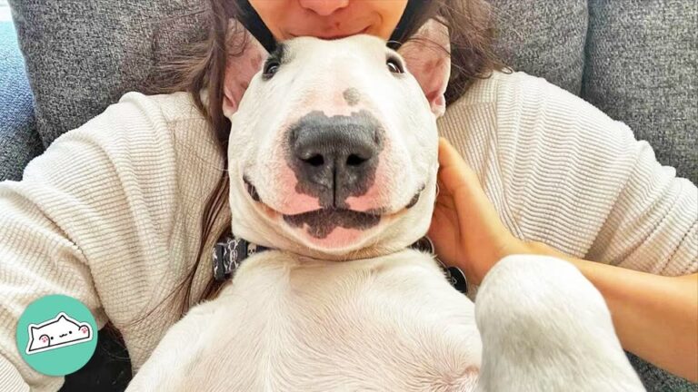 Texas Family Adopts A Misunderstood Dog, But His Bizarre Daily Demands Leave Them Stunned