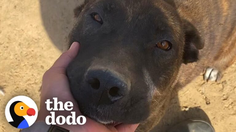 Rescuer Sees California Dog Trying To Cool Off In A Tiny Dirty Bowl And Knows Something Is Wrong