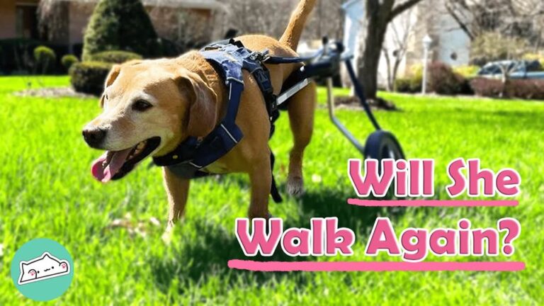 Pennsylvania Dog Walked Into The Vet And Left Unable To Use Her Back Legs