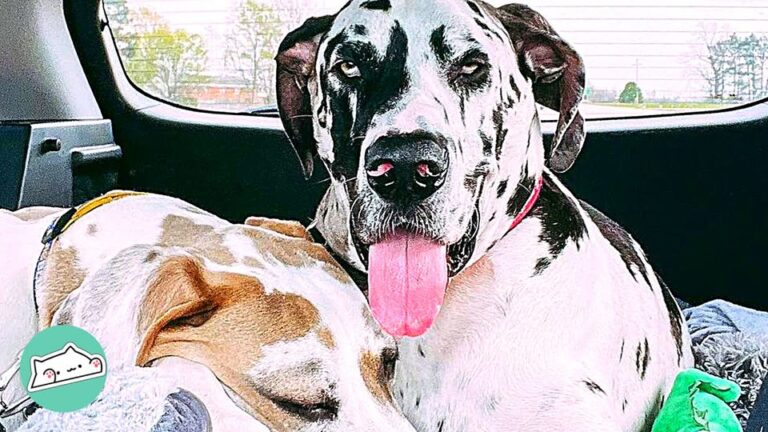 Texas Dog Had A Bizarre Way Of Showing Affection, But A Tiny Sibling Changed Everything