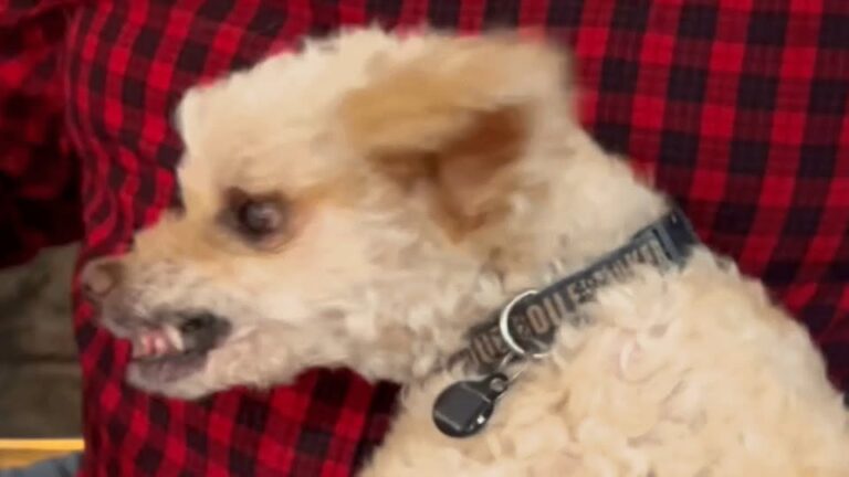 Little California Dog With Fox-Like Ears Keeps His Distance Until One Quiet Moment Reveals His Voice
