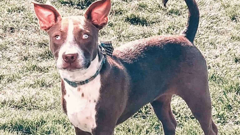 Healthy Louisiana Dog Gives Birth To Three Puppies With One Stunning Thing In Common