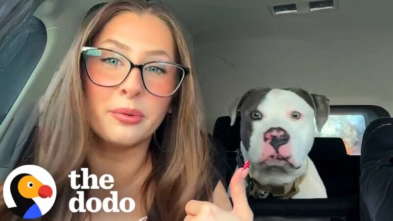 Virginia Dog Returned Twice By Fosters Finally Finds The Family He Was Waiting For
