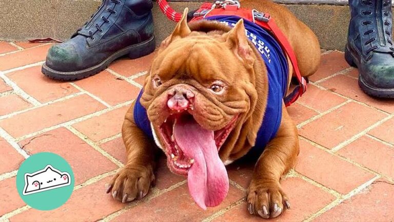 Heartbroken California Puppy Was Given Up Because Breeders Could Not Sell His Unusual Face