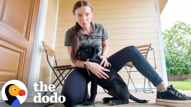 Indiana Woman Is Late For Work After A Stray Dog Appears On Her Porch And Changes Her Life