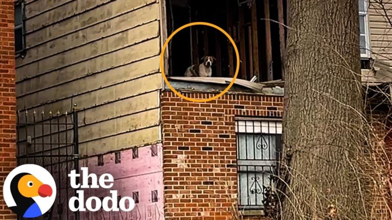 Missouri Dog Trapped In Abandoned House Finally Gets The Miracle He Deserves