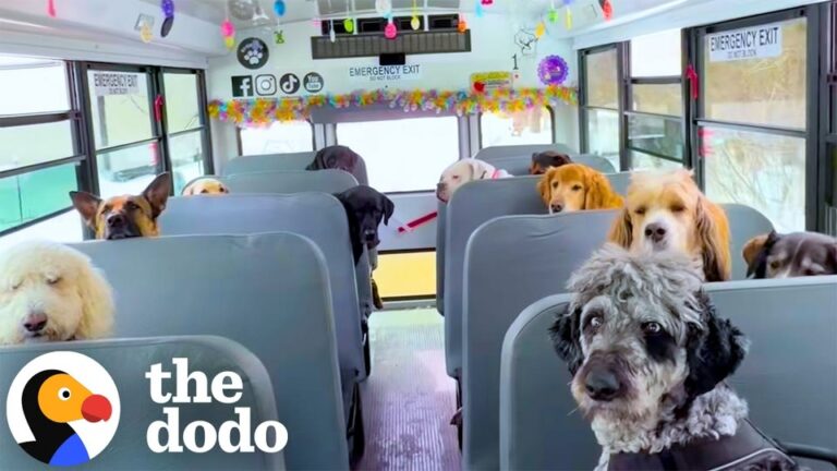 Wisconsin Woman Upgrades To A Bus To Transport Her Dog Pack, But One Special Passenger Reveals The Heart Behind Her Journey