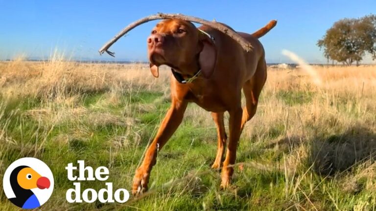 California Dog Discovers A Bizarre Hidden Talent And Now He Can’t Stop Smiling