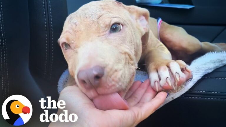 North Carolina Dog Found Crawling On The Ground Discovers Her True Spirit Thanks To A Furry Foster Brother