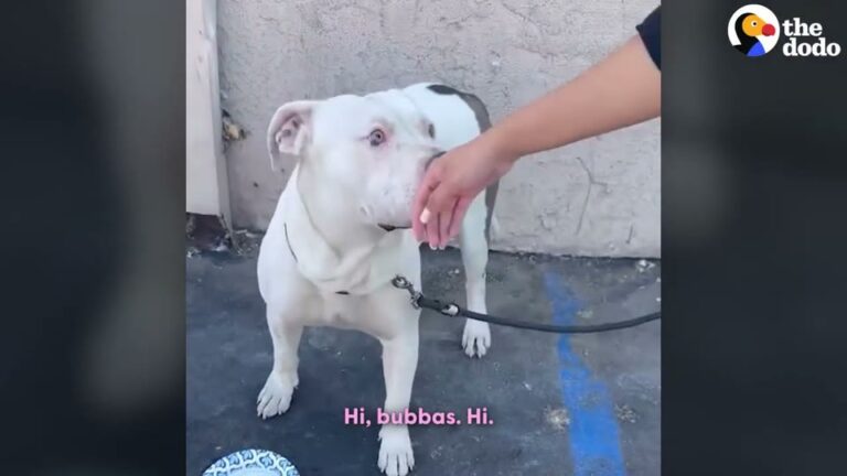 California Dog Tied Up Without Food Or Water Finally Gets The Chance To Run Free