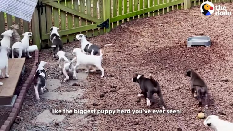 Texas Woman Fosters Sixteen Puppies At Once And Experiences The Most Beautiful, Chaotic Stampede