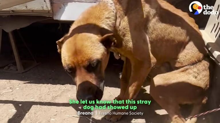 California Dog Tied Up For A Month Gets The Second Chance His Heart Was Waiting For