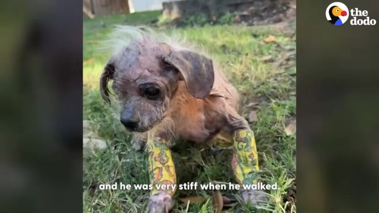 Texas Pup Barely Looked Like A Dog Until A Dedicated Foster Uncovered His Stunning Transformation