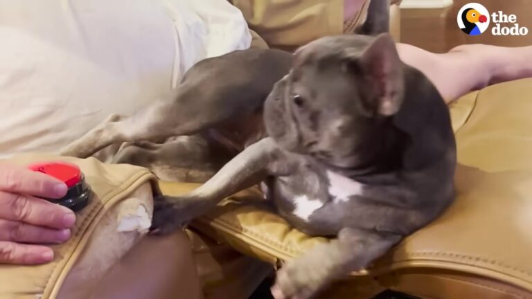 Texas Dog Gets A Joke Gift From Her Owners, But What She Does With It Leaves Them In Stitches