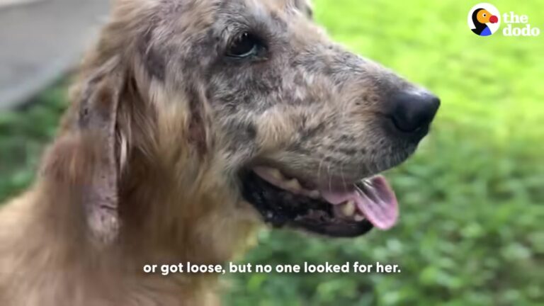 Colorado Rescuer Stops For A Lonely Golden Retriever And Uncovers A Heartbreaking Secret