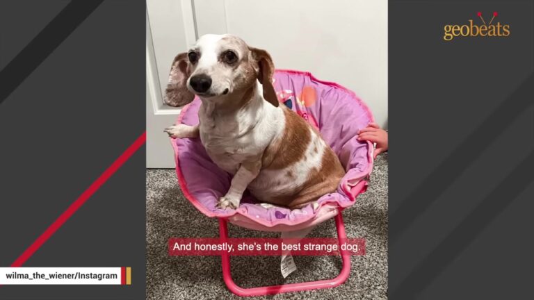 Texas Woman Discovers Her New Puppy Is Completely Deaf And Makes A Choice That Changes Everything