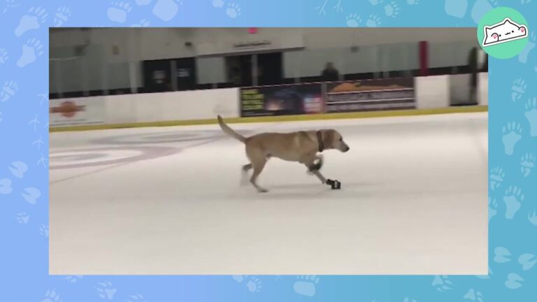 Nevada Dog Spent Six Months In A Shelter Until A Retired Figure Skater Discovered His Incredible Hidden Talent