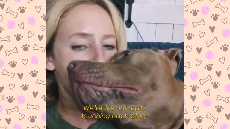 Strangers Cross The Street To Avoid This Florida Dog Until They See How He Treats His Mom