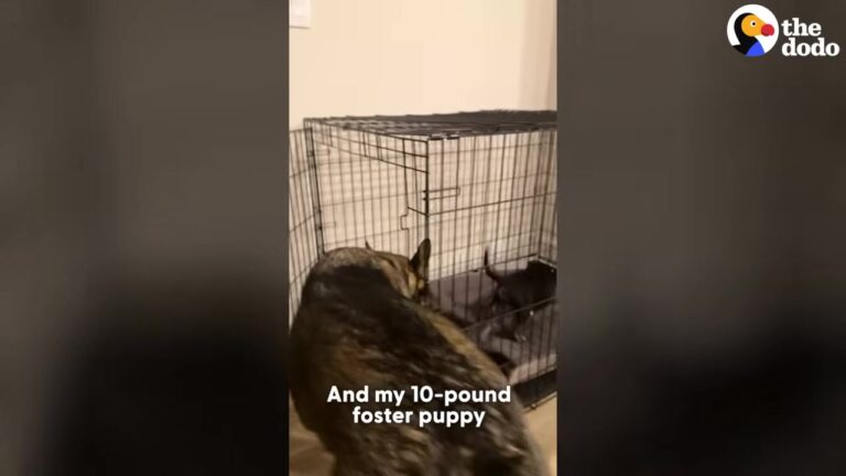 California Puppy Dumped By The Road Meets Three Giant Dogs, And Their Reaction Changes Everything