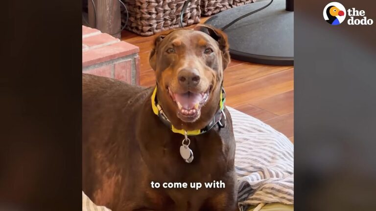 California Rescuers Had Never Seen A Doberman Like Jenny Until Her Incredible Transformation