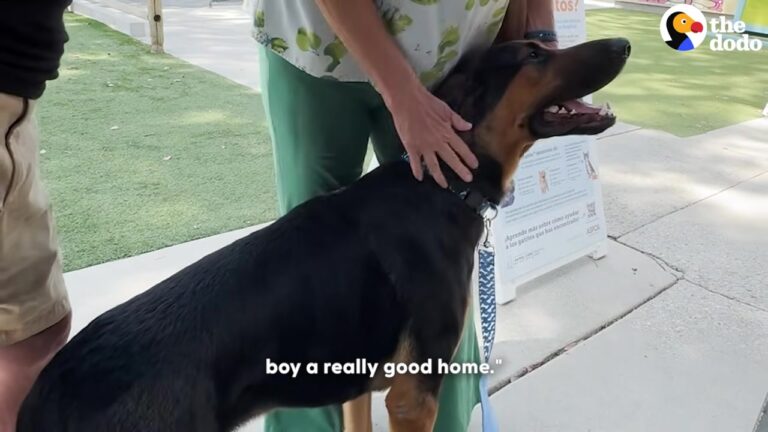 Georgia Dog Was About To Be Surrendered At A Crowded Shelter Until Strangers Stepped In To Change His Fate