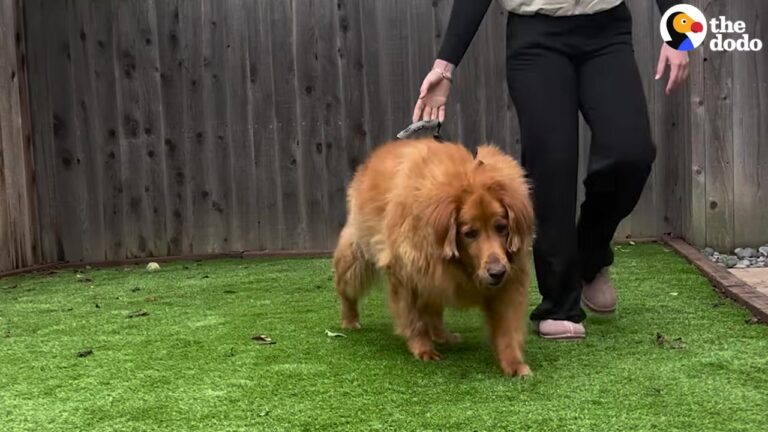 California Dog Was So Heavy It Took Four People To Move Her, But One Small Toy Changed Everything