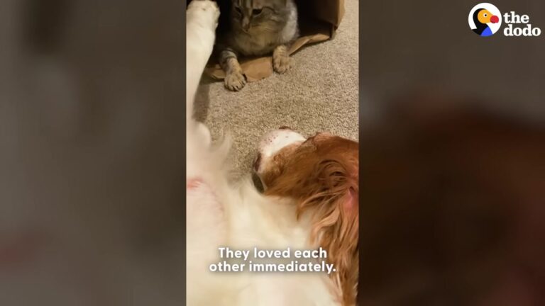 Washington Dog Struggled With Severe Anxiety Until A Tiny Foster Cat Changed His Life Forever