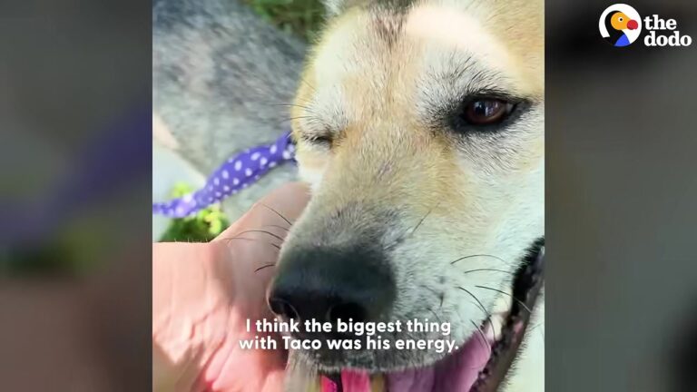 Texas Dog Kept In A Cemented Box Shows Rescuers Pure Joy The Moment He Is Freed