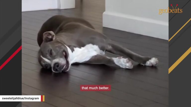 Florida Rescuers Spot A One-Eared Dog Struggling To Breathe In A Notorious Dumping Ground