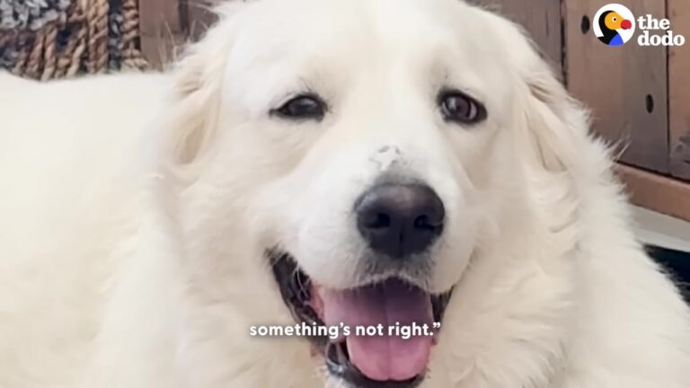 Texas Couple Takes In A Lost White Dog, But A Sudden Weight Gain Leads To A Staggering Vet Reveal