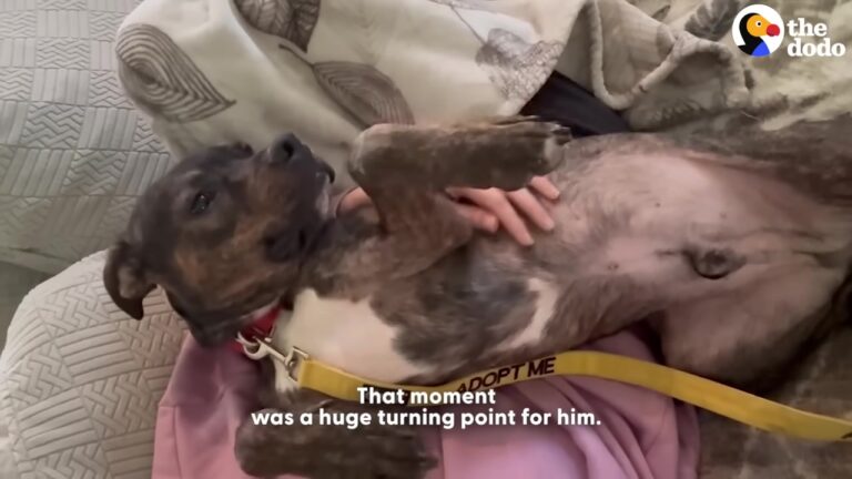 Texas Rescue Dog Too Scared To Leave His Crate Suddenly Does The Unthinkable