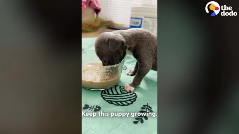 Georgia Vet Tech Paused Rescues For Her Baby, But One Tiny Puppy Brought Her Two Worlds Together
