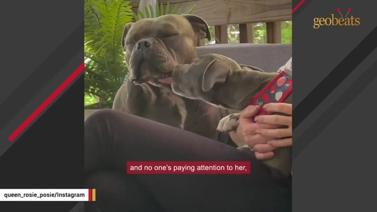 Tennessee Family Introduces Two Rescue Dogs And Cannot Believe What They See