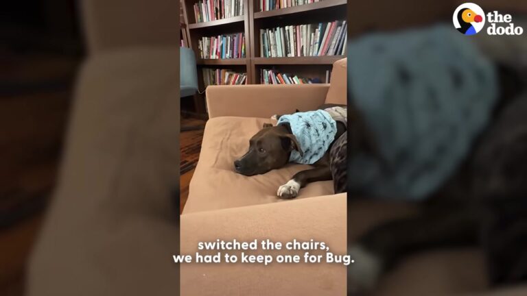 New York Dog Goes To Work Every Day, But Her Reaction To A Returning Coworker Melts Hearts