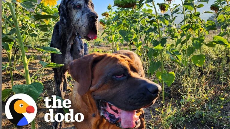 Two Gentle Giants Wait On A California Property With Painful Clues To Their Past