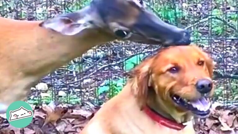 This Missouri Deer Trusts One Family Dog With Something Most Wild Mothers Keep Hidden