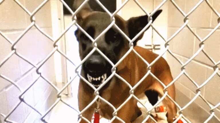 One Behavioral Label Put This Terrified California Stray On A Heartbreaking Deadline